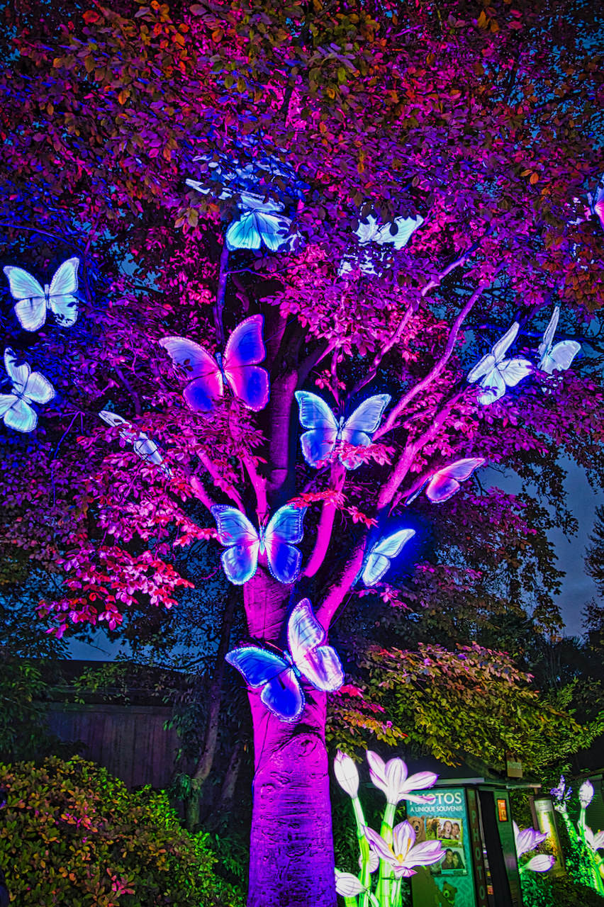 Wild Lanterns at Woodland Park Zoo is a mesmerizing, illuminated